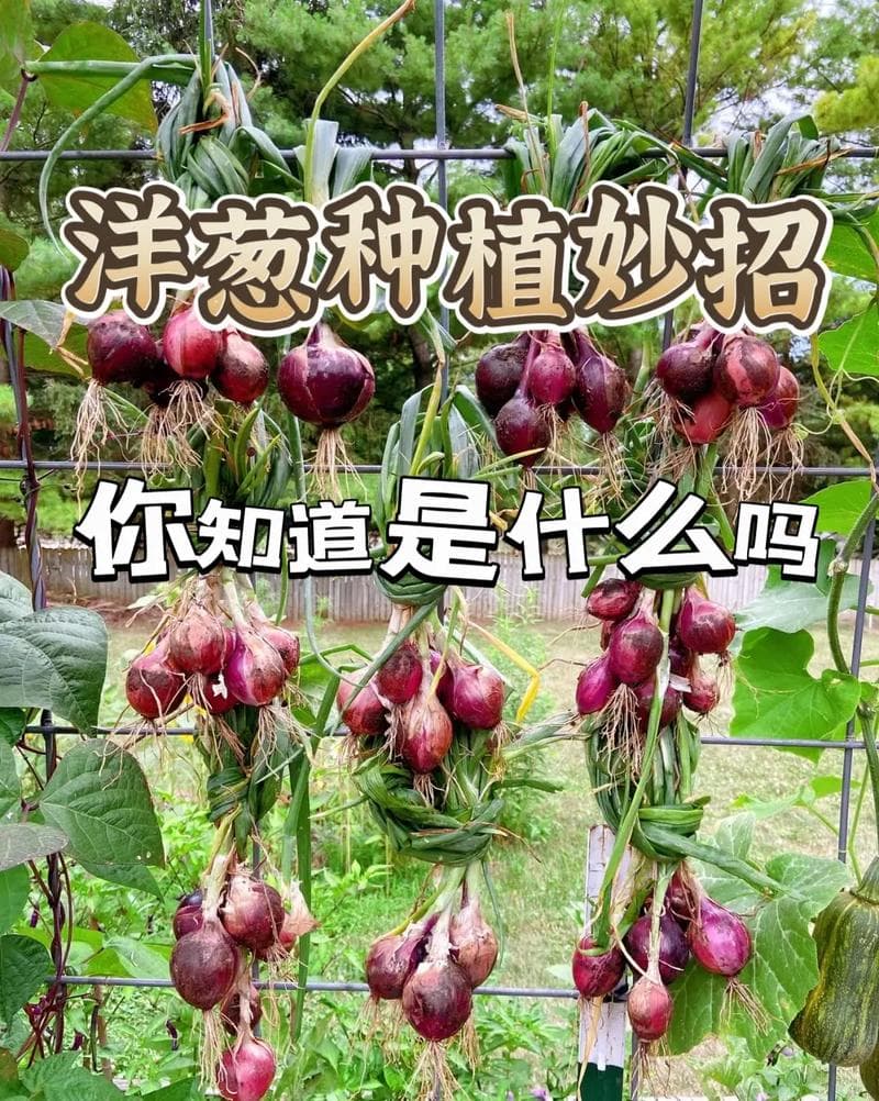 葱头种植方法和时间