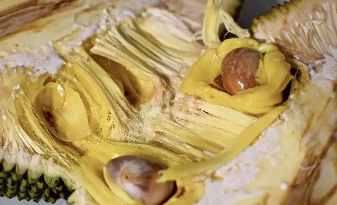 菠萝蜜种子价值有多少？
