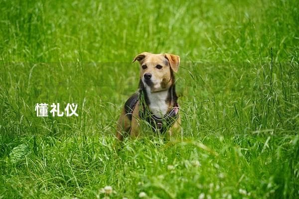 怎么训练狗狗不扑人,让你的爱犬更懂礼仪