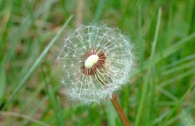 蒲公英开花时间与形态特征全解析