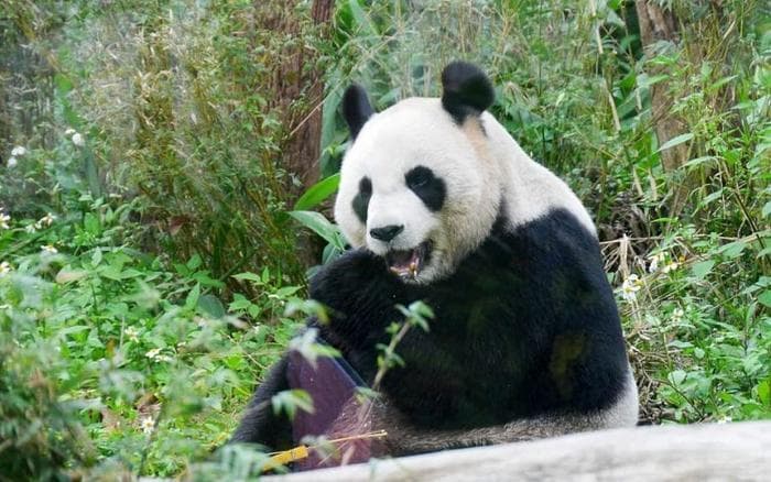 剖析自然保护地，了解定义、分类与监管