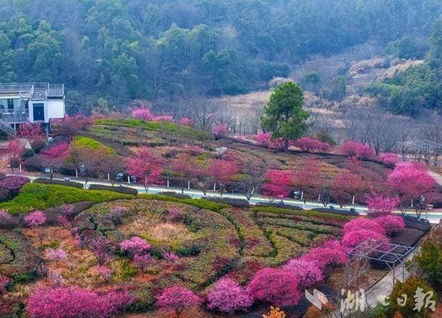 蕲春漕河百草园：邂逅蕲蛇，探寻中医药文化之旅