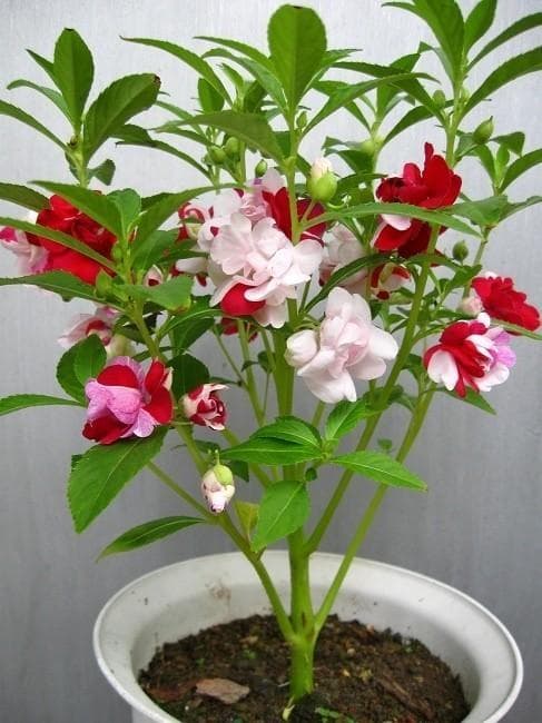 凤仙花：从药用到食用的全面解析