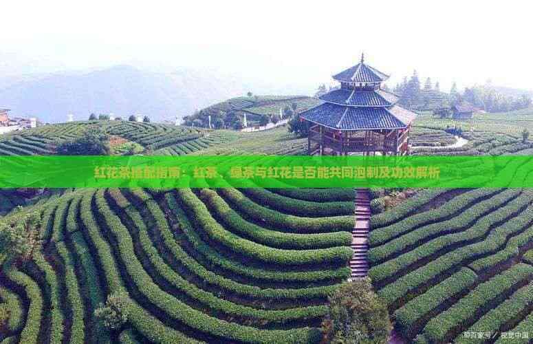 红花茶搭配指南：红茶、绿茶与红花是否能共同泡制及功效解析