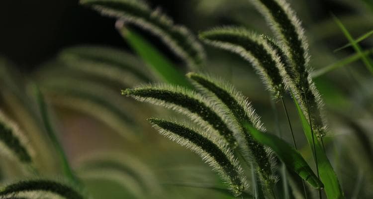 狗尾草：一种常见的多年生草本植物（形态特征、生长环境、生态功能等）
