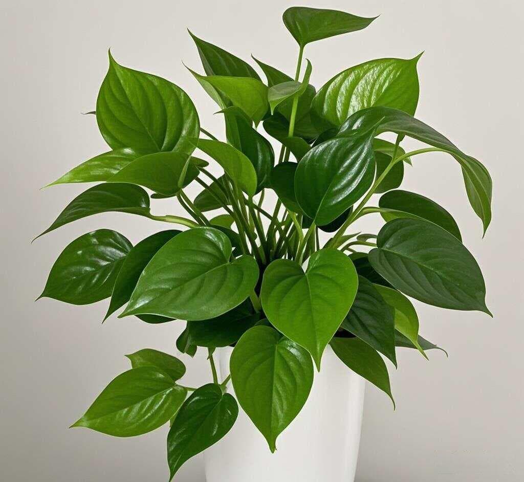 办公室风水盆栽实用指南：从植物选择到养护技巧