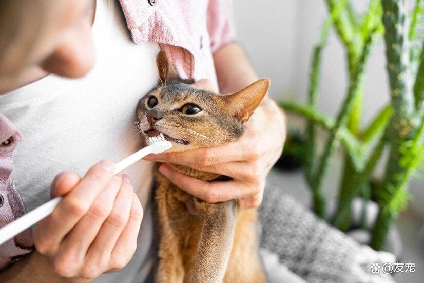 猫咪口腔护理指南：如何挑选合适的牙刷牙膏？