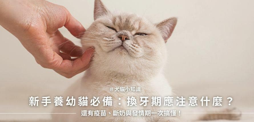 养猫新手必看！从断奶到疫苗接种，幼猫成长关键期全攻略