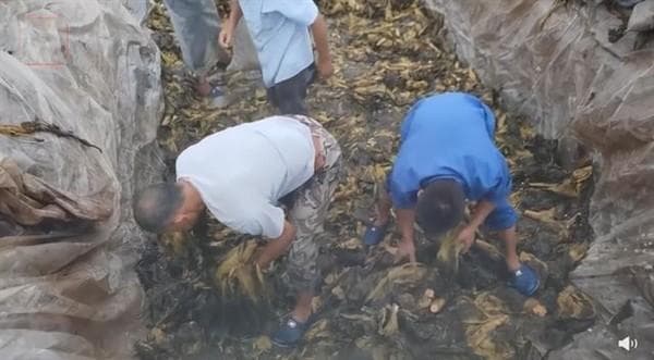 “土坑酸菜”防腐剂超标，但为什么没有人中毒？