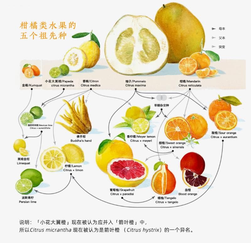 吃药时需要避开哪些柑橘类水果？