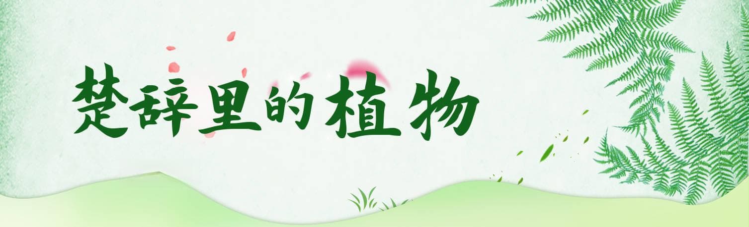“芙蓉”之名易主：从水生荷花到陆生木本