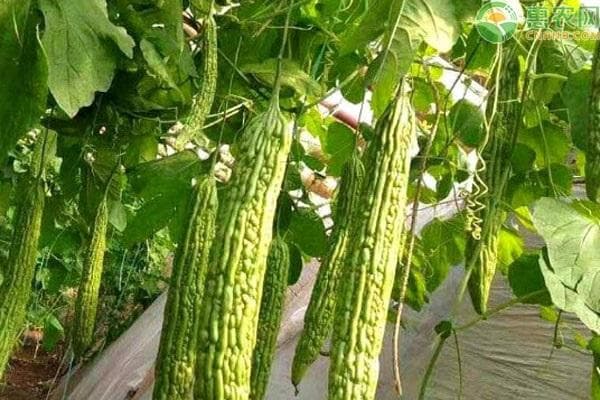 7月时令蔬菜一览表