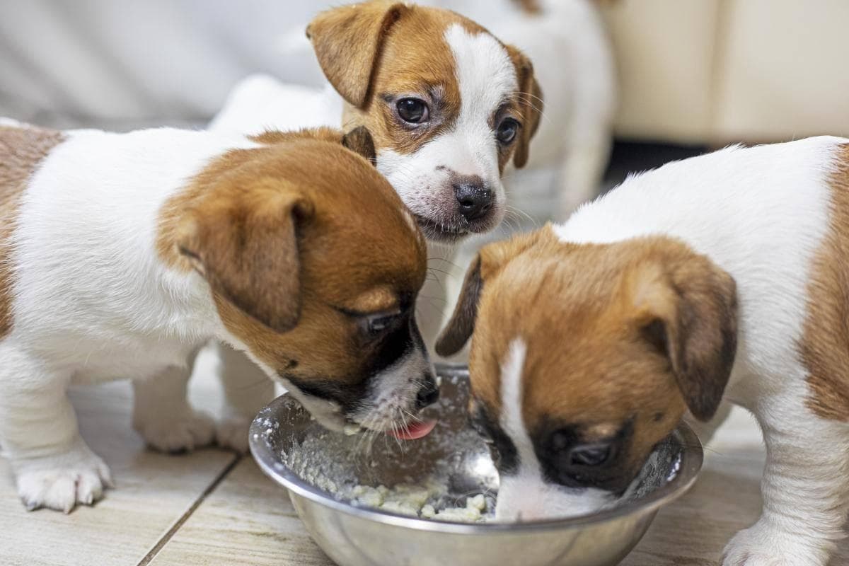 狗狗餐量大盘点：从幼犬到老年犬的科学喂食指南