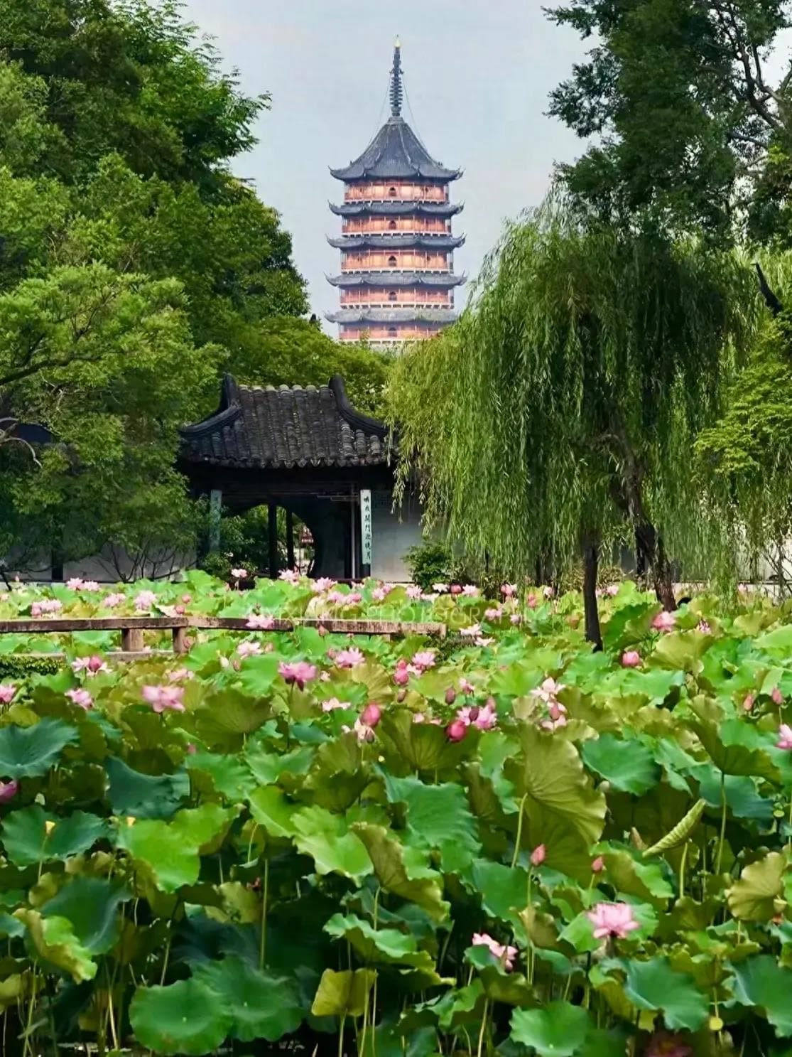 苏州拙政园：历史、艺术与自然之美的交融