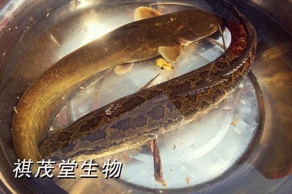 黑鱼养殖病害防治：烂鳃、烂身等五大疾病全解析