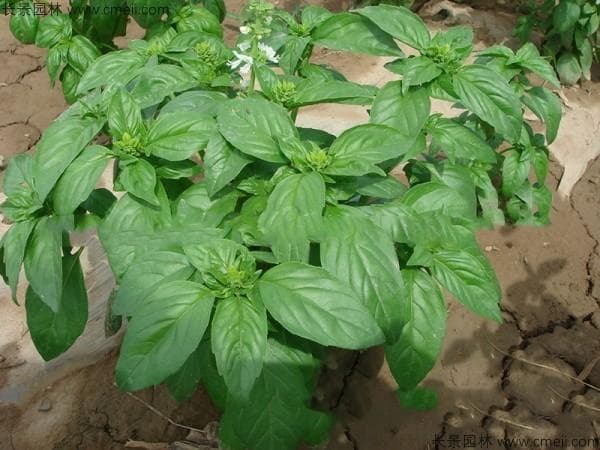罗勒种子什么时候播种最好？春季最佳，附详细种植指南