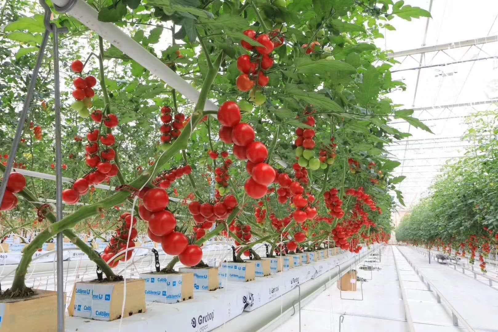 无土栽培的温度控制方法