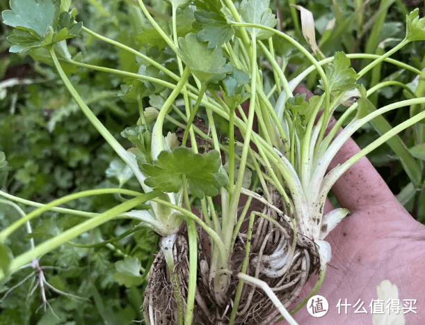 清明前最毒野菜？这3类人千万别碰！正确吃法看这里