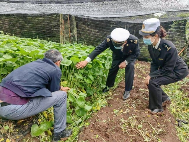 保山山葵俏销韩国