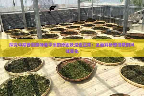 探究中期普洱茶味道平淡的原因及是否正常：全面解析普洱茶的风味变化