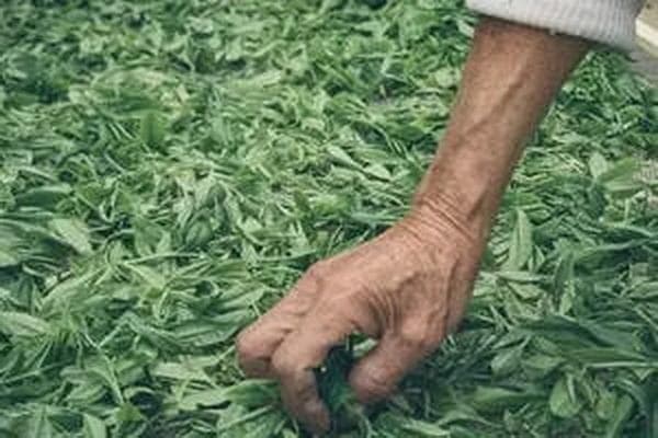 莓茶的健康益处功效与禁忌