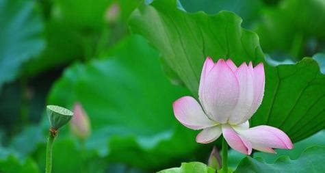 莲花花语：从淤泥中绽放的十五种美好寓意