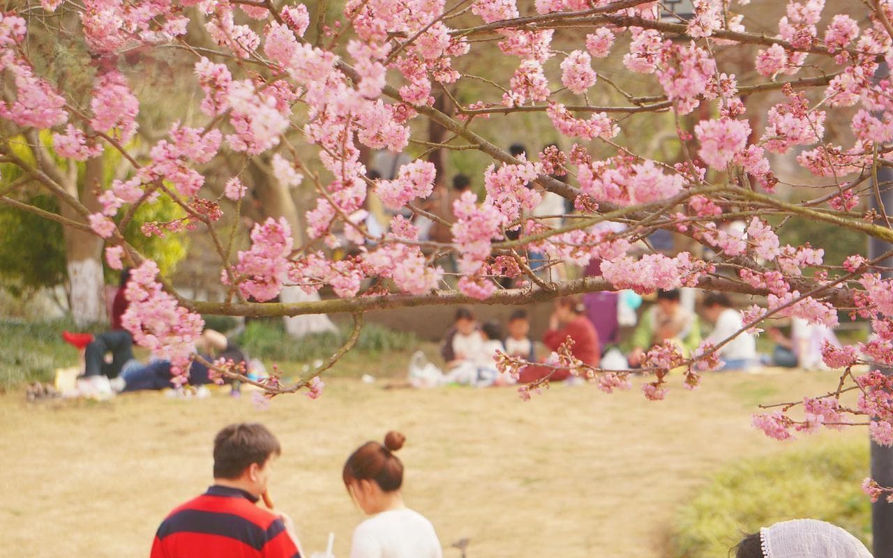 太子湾早樱怒放，杭州接下来就是一整个“花花世界”