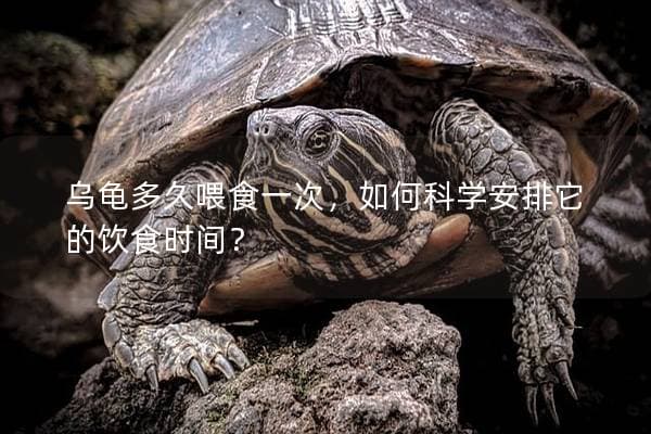乌龟多久喂食一次，如何科学安排它的饮食时间？