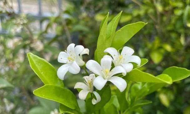 七里香的花语：从爱情到友情的浪漫寓意