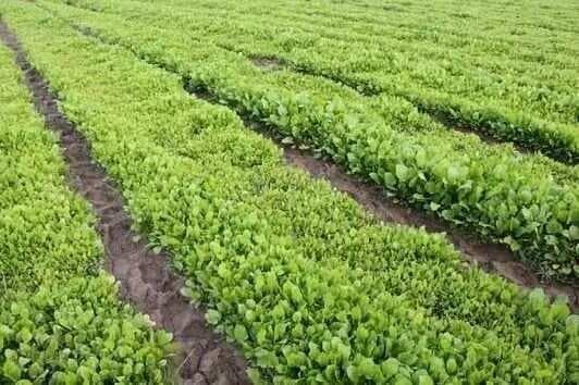 中药材种植技术指南：从选地到采收的全程详解