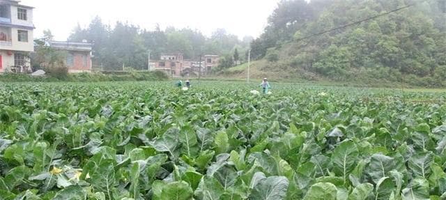 金花菜种植指南：从选种到收获的全方位实用技巧