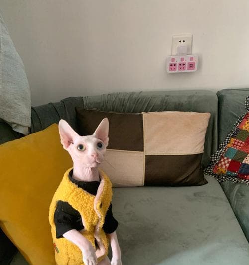 无毛猫：探索这个独特猫咪品种的特殊之处