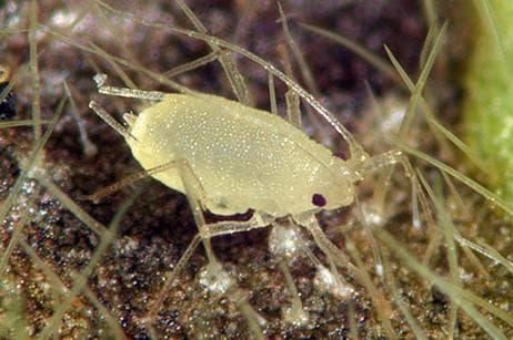 了解蚜虫害虫：种类、危害和管理策略