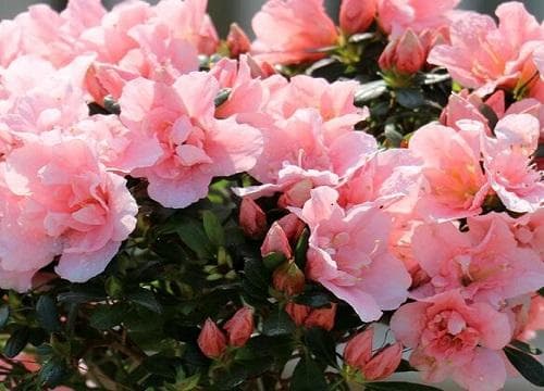 杜鹃花施肥时间和方法