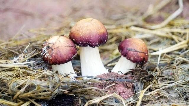 珍稀美味赤松茸：营养满满，健康之选，引领食尚新潮流！