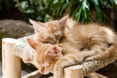 提高猫咪免疫力的 4 种方法，让猫咪少生病！