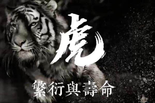 了解老虎的寿命：野生与圈养状态下能活多少年？