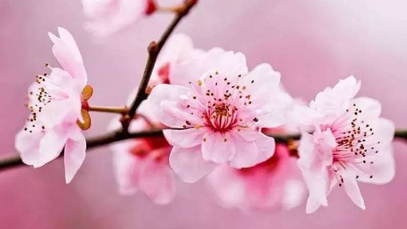 桃花是什么季节开的？桃花有几种颜色？