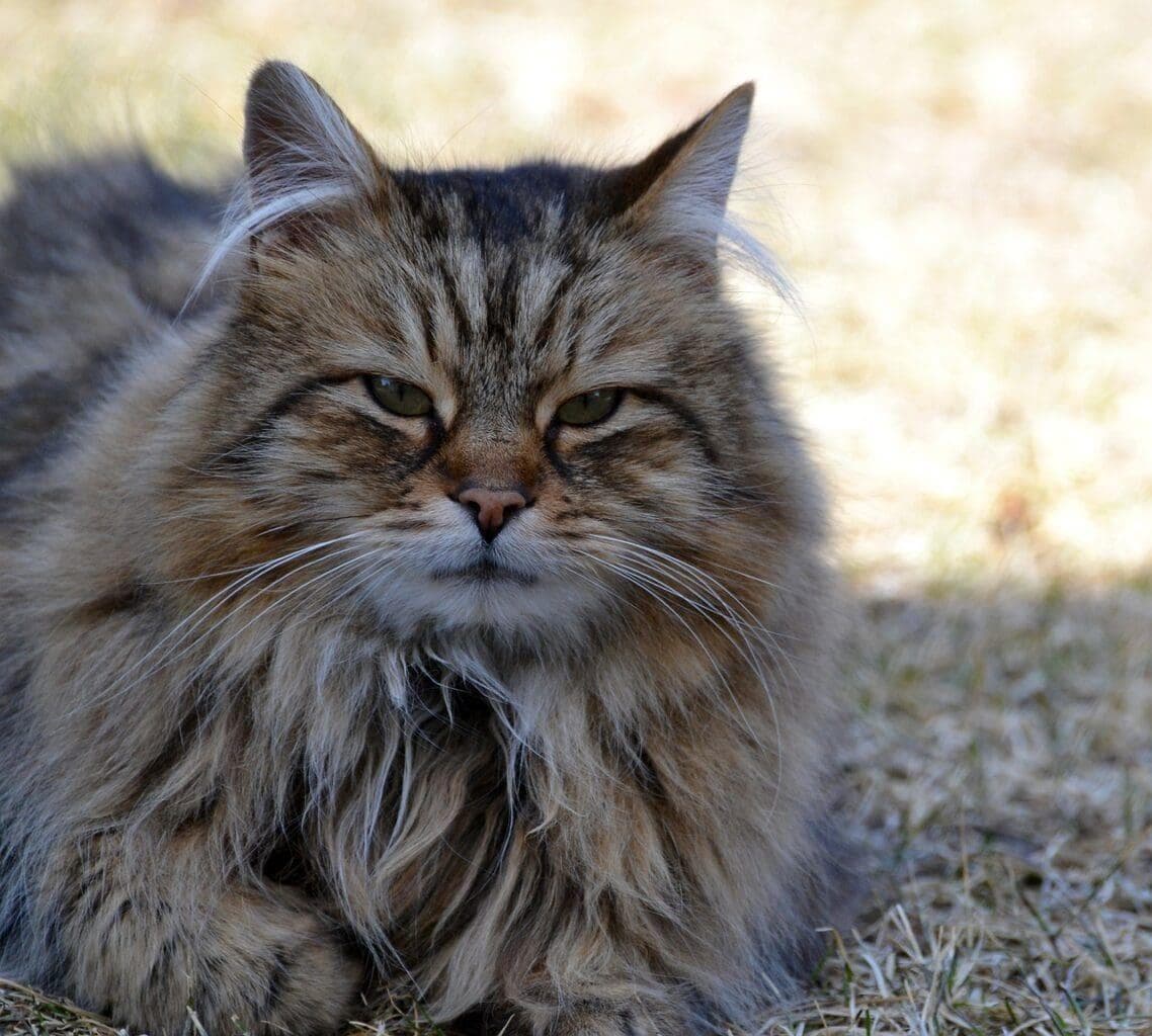 猫咪适应季节变化的 15 种有趣方式