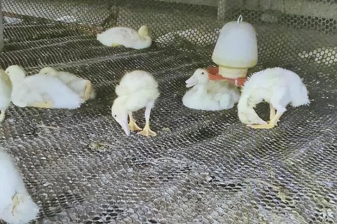 鸭子浆膜炎如何预防？这些防治措施请收好