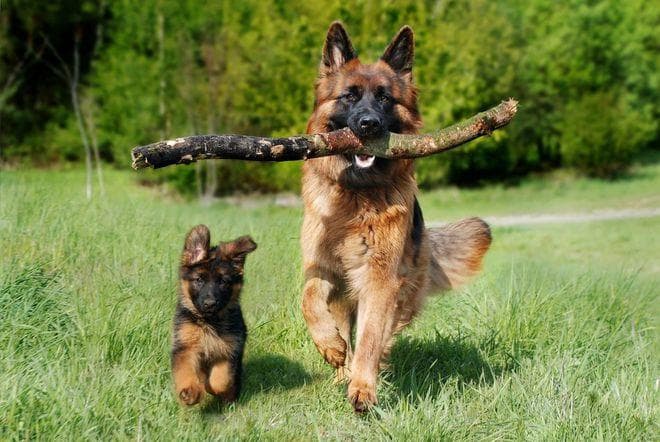 你真的不了解德国牧羊犬！德国牧羊犬的10个冷知识