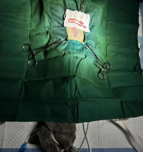 为什么给猫咪绝育？控制人口数量是我们的责任