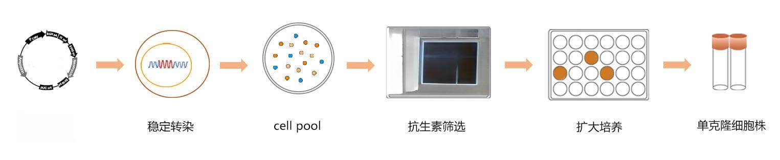 细胞池筛选：原理、方法与单克隆细胞株筛选策略