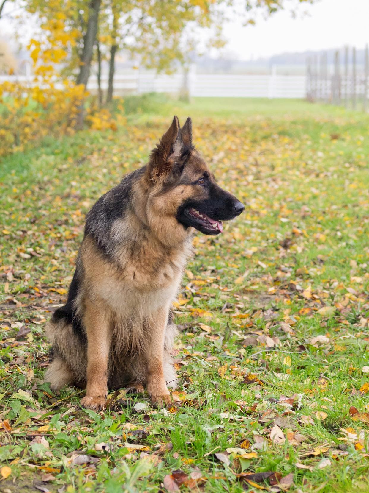 德牧犬喂养正确方法