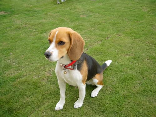 比格犬养护全攻略：从特点到建议，手把手教你养好这位活泼小伙伴