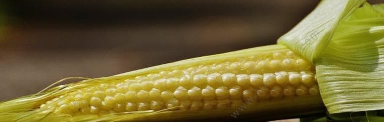 玉米，裸子植物的代表（了解玉米的植物学特性与生长习性）
