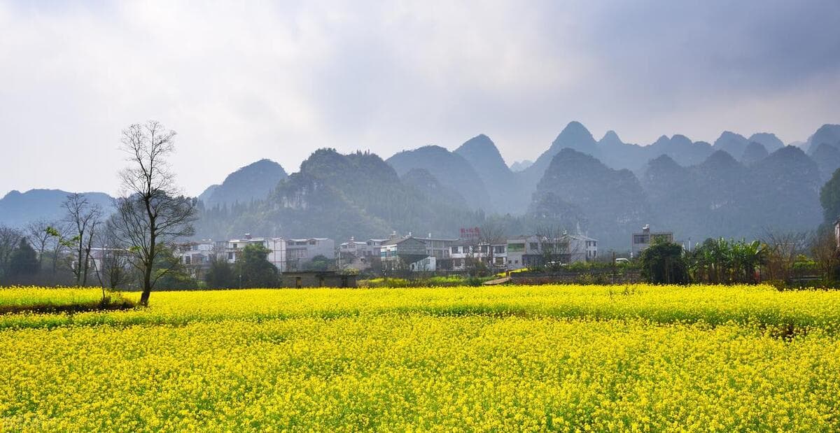 2月-7月，全国各地的11处油菜花海，景观震撼，观赏期太长了