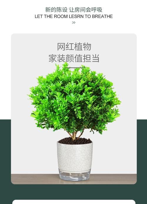 如何科学施肥，让米兰花常青常艳（以有机肥为主，结合适量无机肥，让米兰花倍加茁壮）