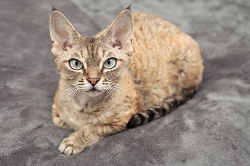 德文雷克斯猫：英国独特卷毛猫品种的全面介绍