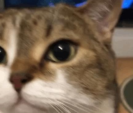 养猫禁忌大盘点，让猫咪远离“危险”，健康快乐每一天！